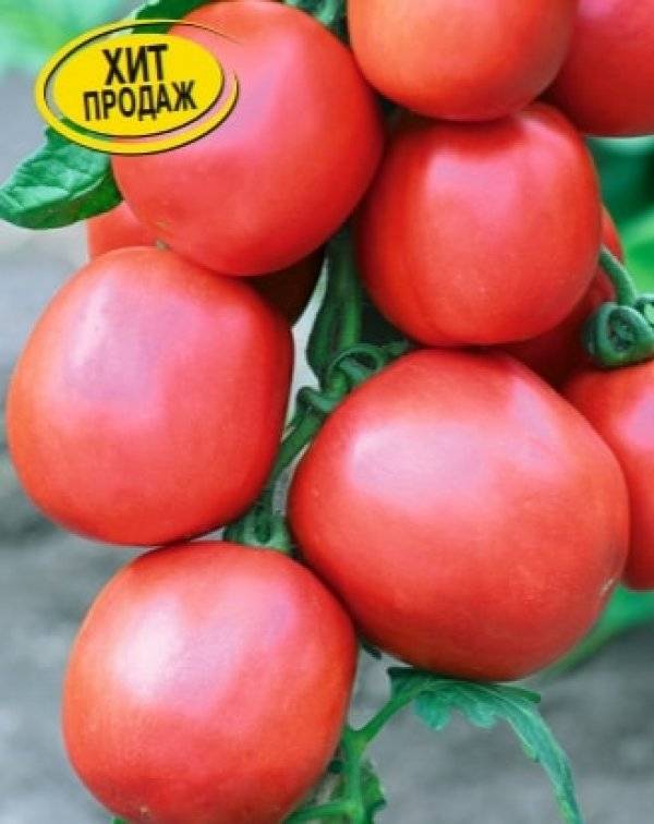 Сорт томата столыпин