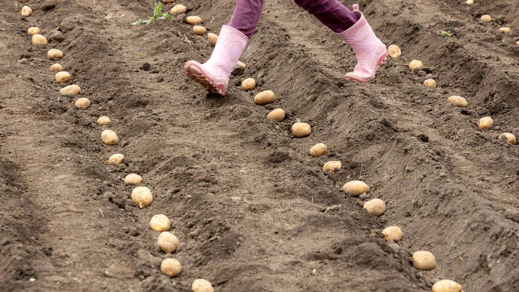 Выращивание картофеля | высаживание картофеля на одном и том же месте