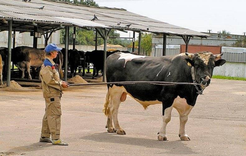 Осеменение коров, зоотехник и бык осеменитель, осеменение крс