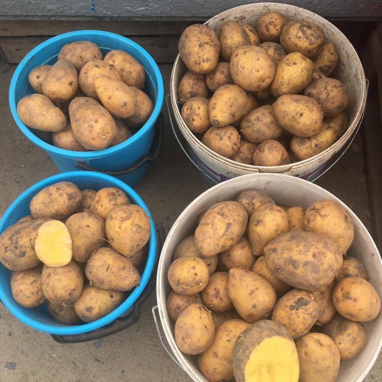 Характеристики сорта картофеля гала и отзывы дачников