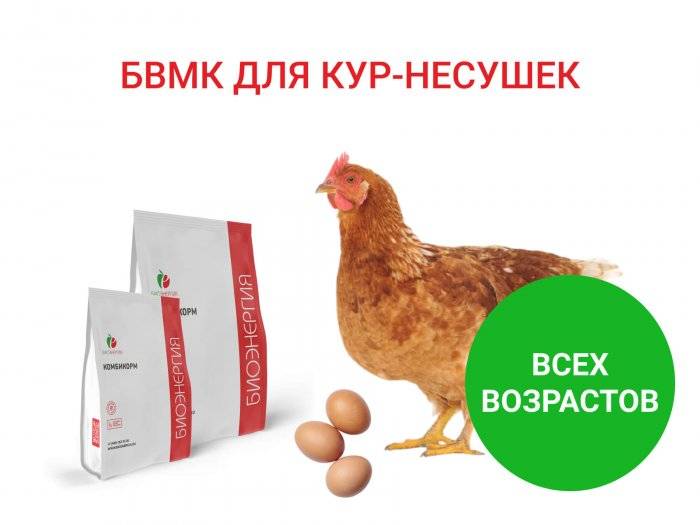 Премикс - кормовые добавки для кур, состав здравур-несушка и инструкция