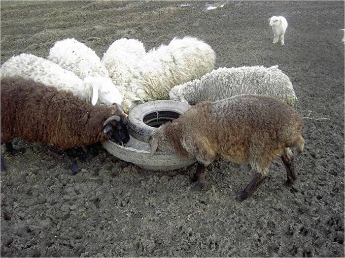 Кормление овец в домашних условиях:рационы и нормы