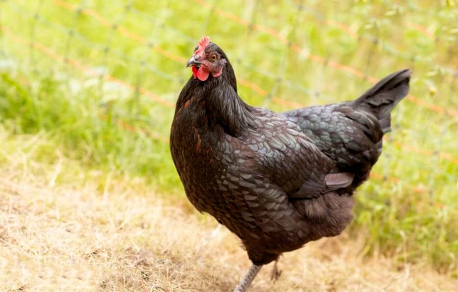 Московская черная порода кур: описание характеристик, фото
