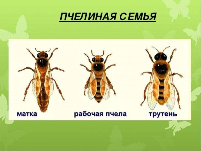 Пчелиная семья: матка, трутни и рабочие пчелы русский фермер