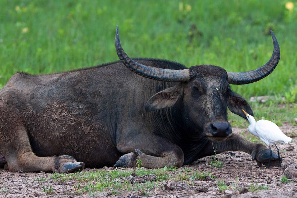 Индийский (водный) и африканский буйволы