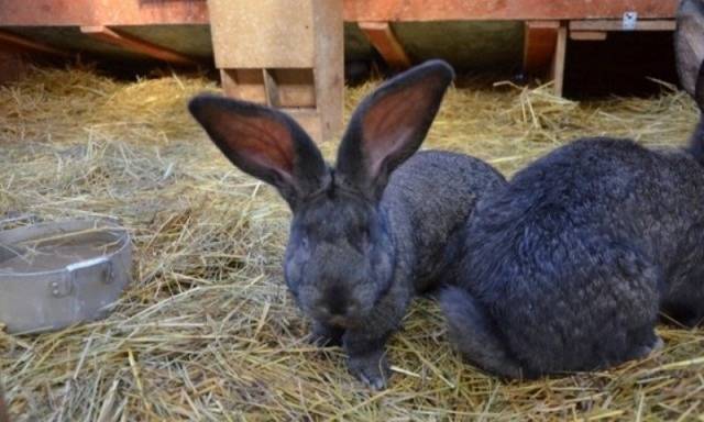 Кролики породы ризен: описание, особенности и разведение