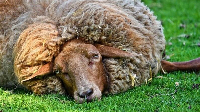 Чем опасно такое заболевание овец, как брадзот