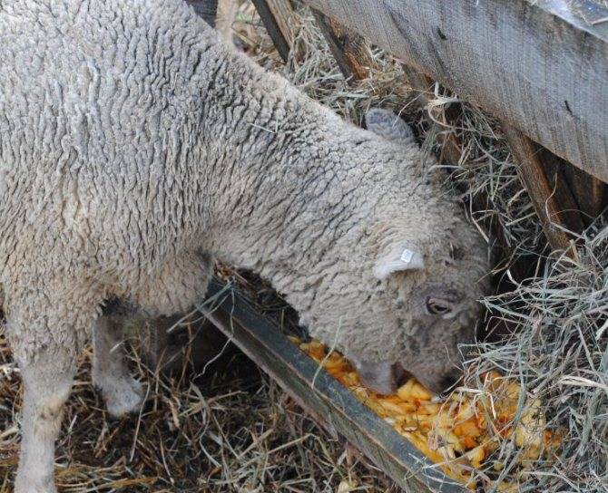 Как и чем кормить овец: несколько важных моментов