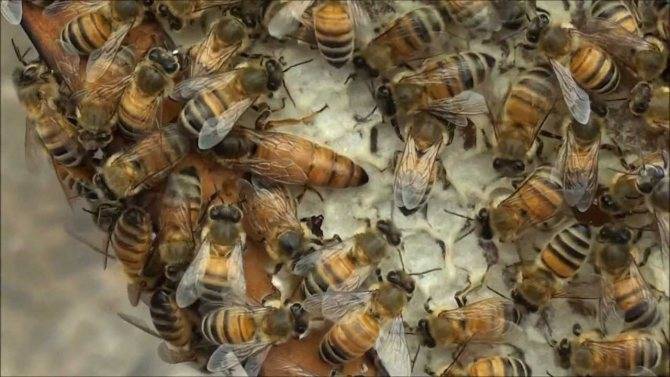 Карпатка и среднерусская породы пчел: недостатки и преимущества
