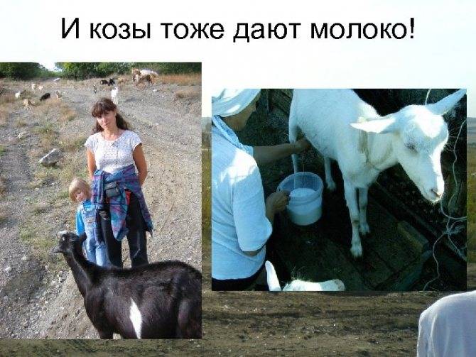 Сколько литров молока можно получить от одной козы