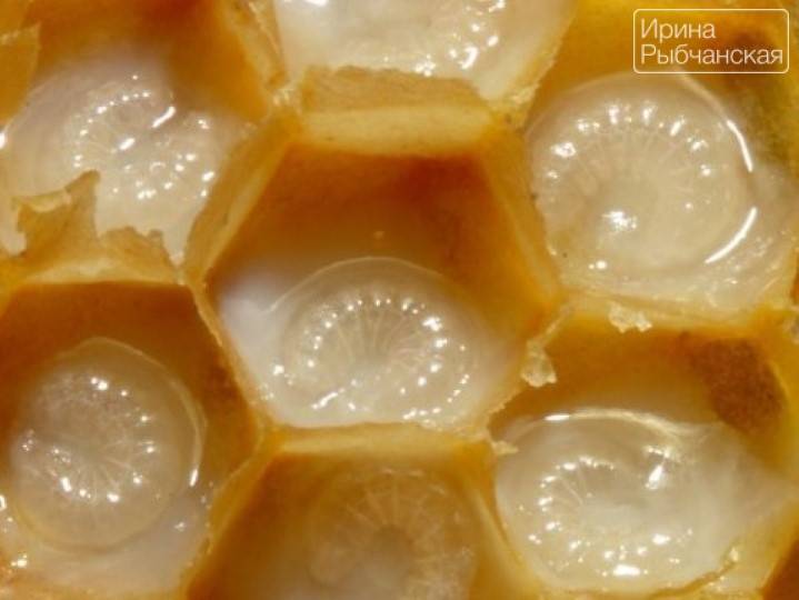 Мед с маточным молочком: полезные свойства, как называется, приготовить, принимать, пропорции, отзывы, как отличить от подделки