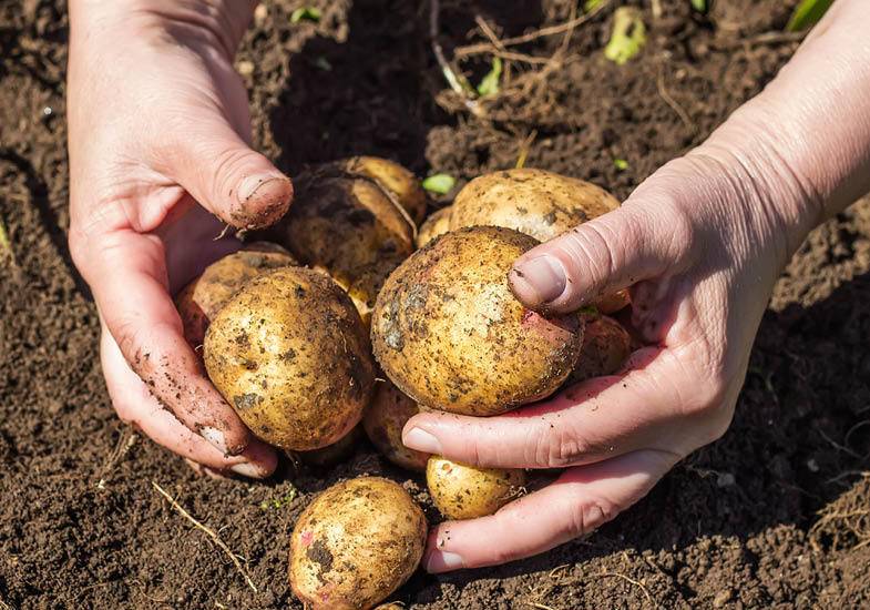 Подготовка картофеля к посадке весной — все этапы обработки