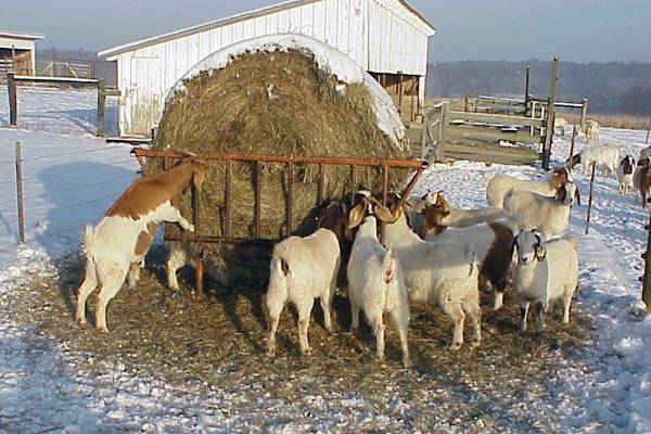Содержание коз зимой без отопления в домашних условиях