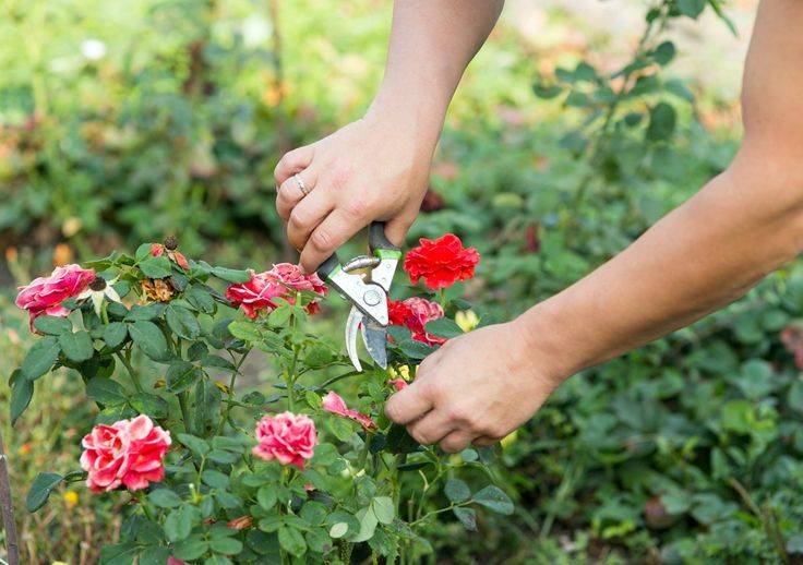 Секреты цветовода: когда пора избавляться от роз?