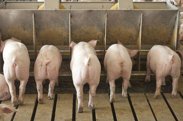 Как откармливать свиней для получения вкусного мяса