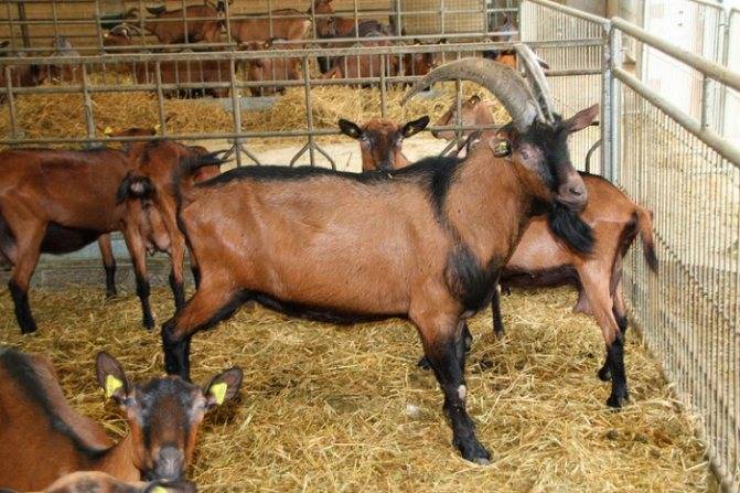 Альпийская порода коз: описание и условия содержания