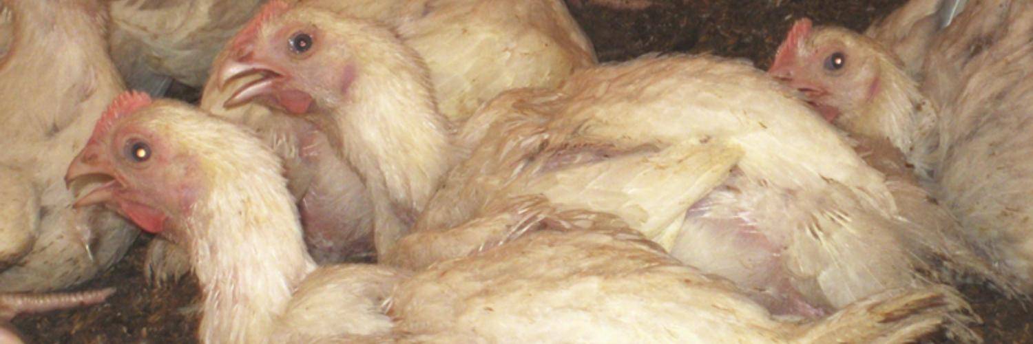 Пуллороз цыплят и кур: причины, лечение и профилактика