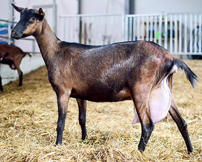 Тоггенбургская порода коз: основные рекомендации по содержанию