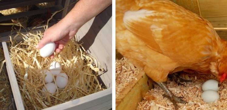 15 причин, почему куры не несут яйца и что делать