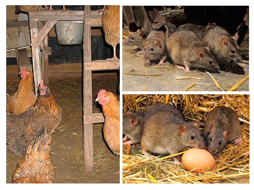Как избавиться от крыс в курятнике — методы борьбы с грызунами