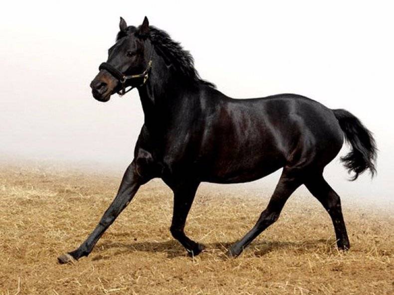 Кабардинская порода лошадей: история, описание, фото | мои лошадки