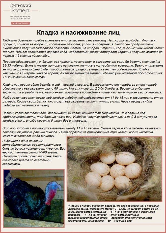 Сколько дней курица несушка высиживает яйца: описание процесса выведения цыплят