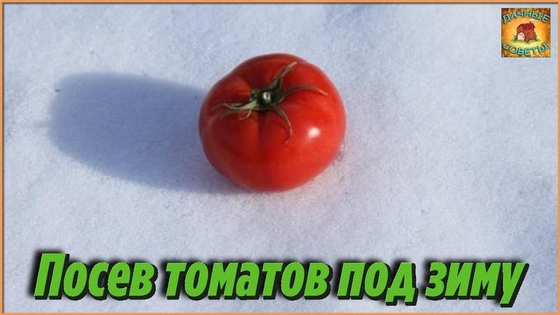 Посев помидоров под зиму. посев томатов под зиму: уникальный способ выращивания