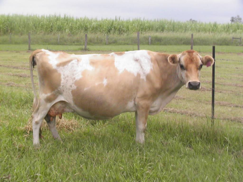 Описание и характеристики коров галловейской породы, правила содержания