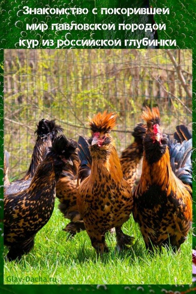 Удивительное сочетание декоративности и яйценоскости — павловская порода кур