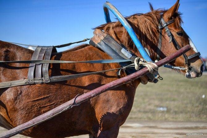 Хомут для лошади: назначение, устройство, запряжка лошади своими руками