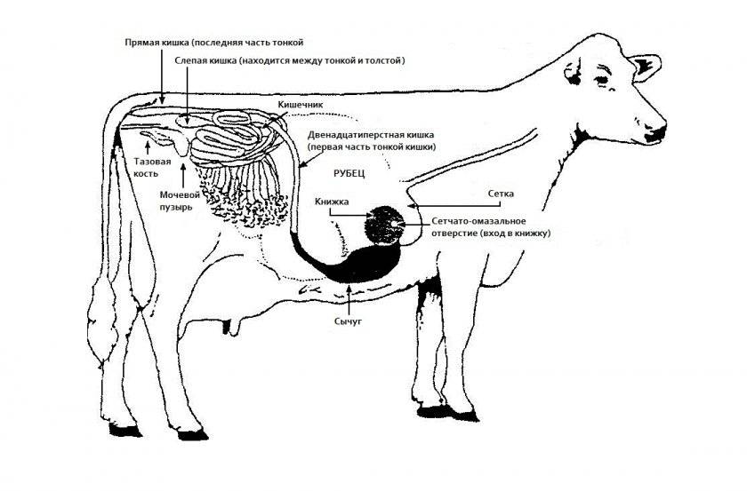 Копыто коровы: фото, строение, болезни и лечение копыт у крс