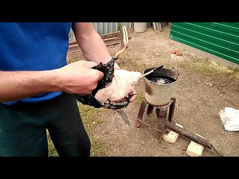 Как ощипывают гусей на птицефабрике