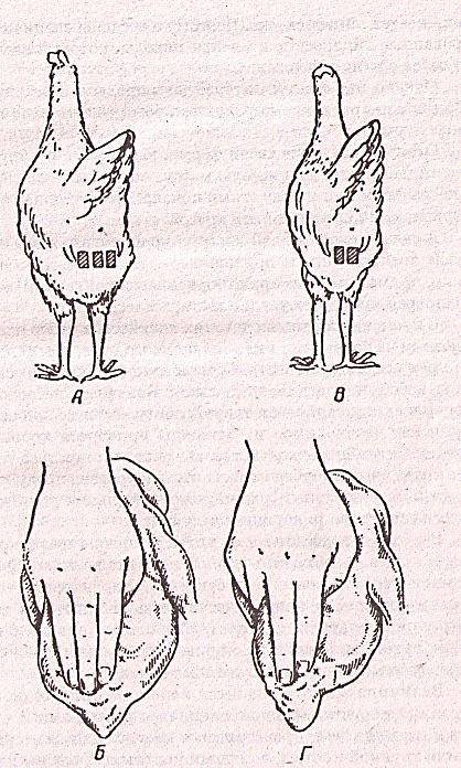 Как можно определить несется курица или нет?
