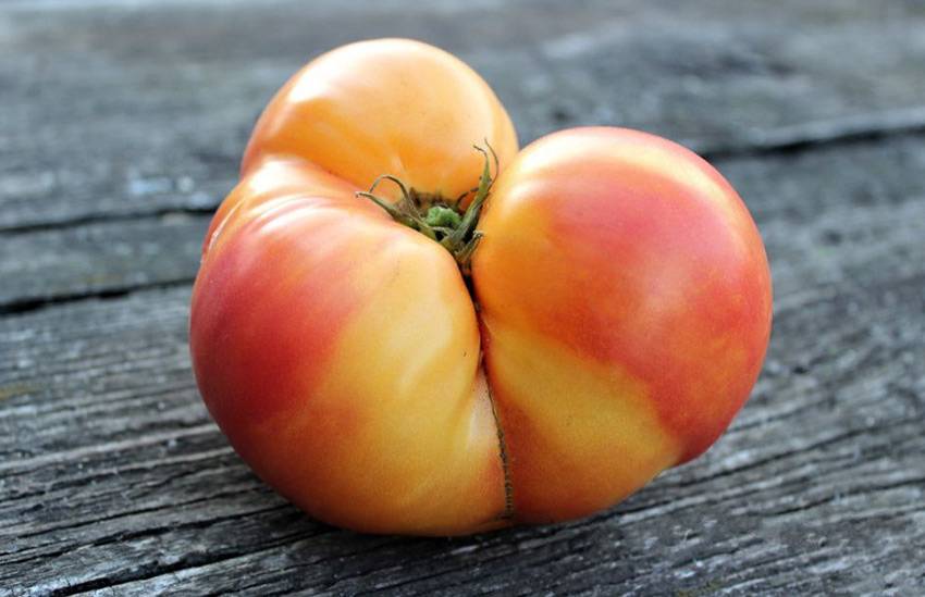 Сорт томата загадка природы