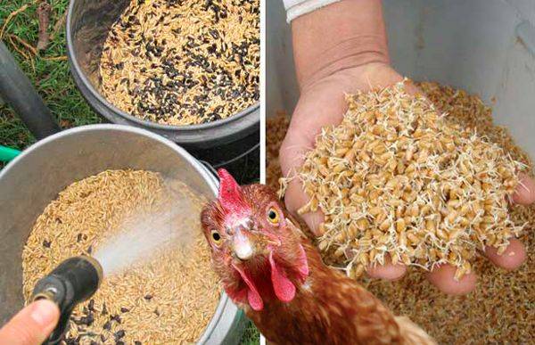 Пророщенные зерна для кур: методика проращивания, польза для кур-несушек