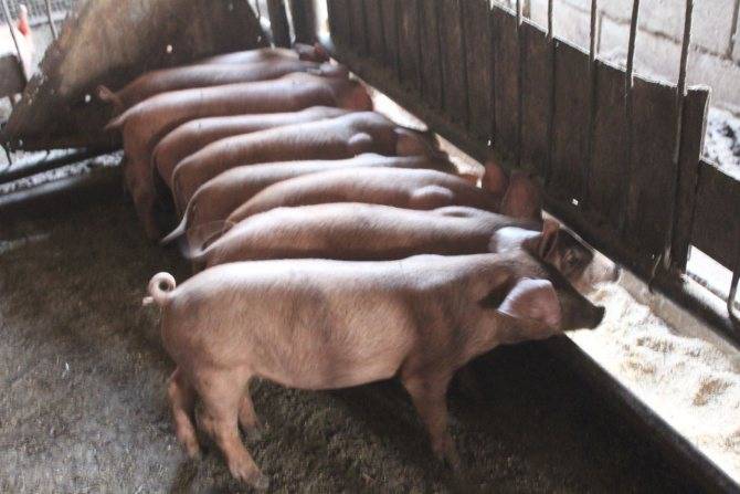 Свиньи породы дюрок и их характеристики