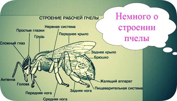 Биология и строение пчелы