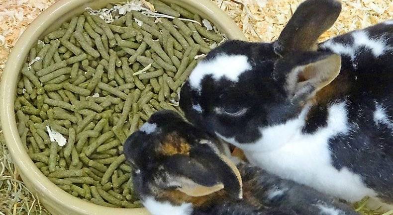 Чем и как кормить кроликов зимой в домашних условиях?
