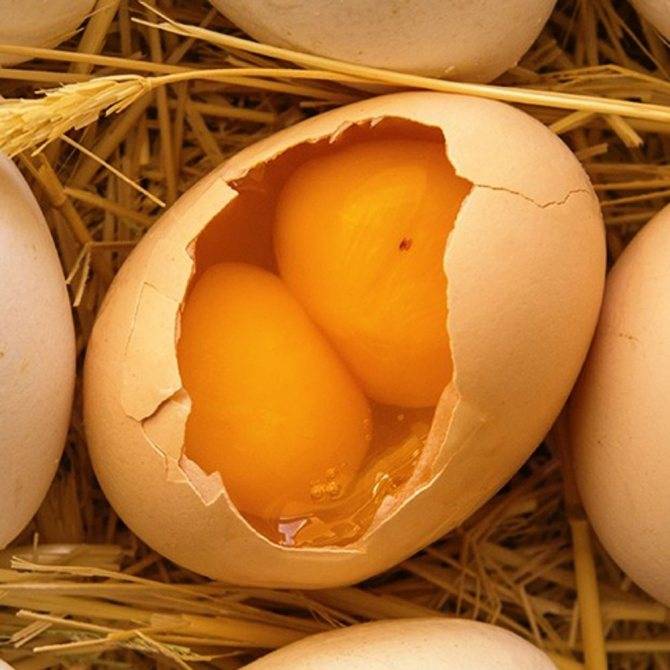 Куры несут яйца с мягкой скорлупой – без скорлупы, в плёнке, льют яйца, что делать