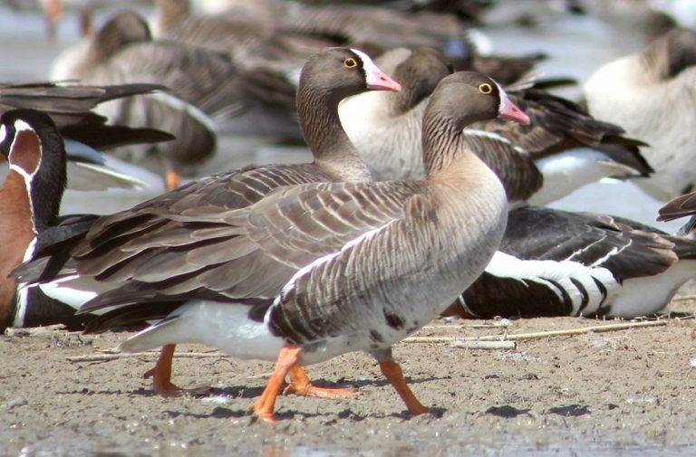 Описание разновидностей диких гусей, их особенности и красивые фото