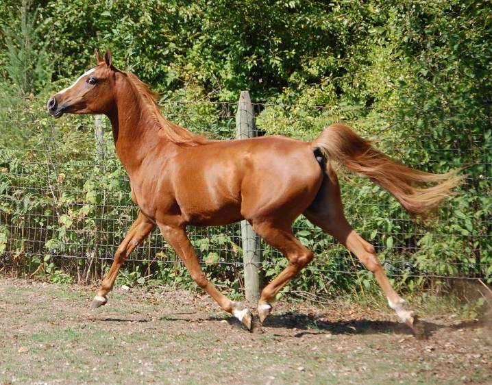 Арабская лошадь: фото скакуна, характеристика породы, разведение