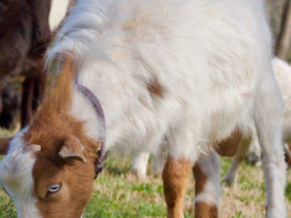 Обморочные козы: породы, которые притворяются мёртвыми