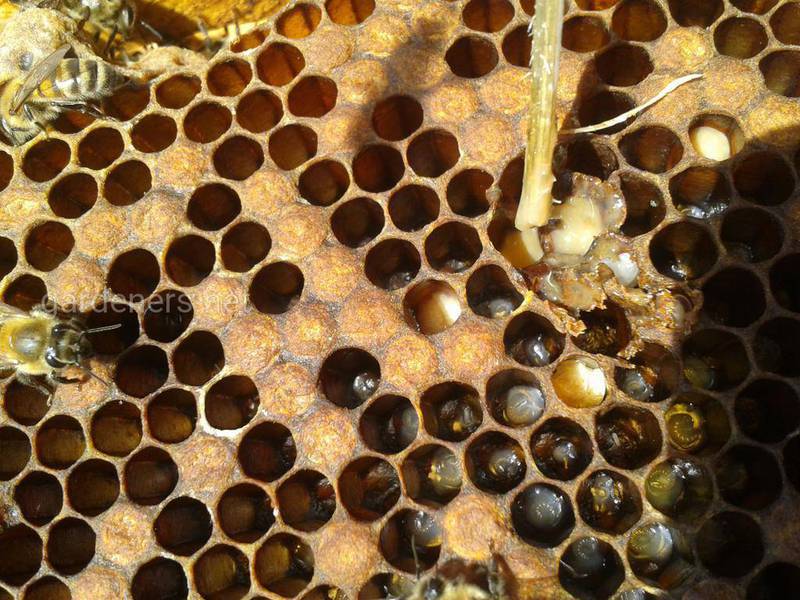 Лечение гнильца у пчел