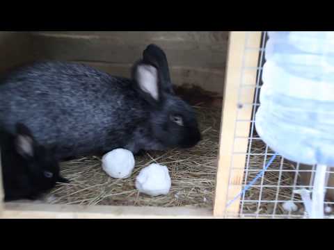 Как правильно поить кроликов зимой при уличном содержании: можно ли давать снег