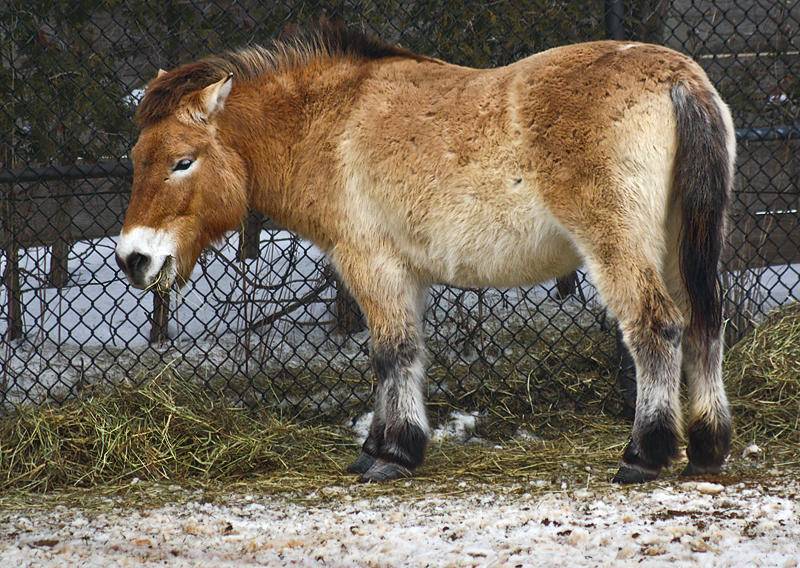 Якутские лошади: фото, история, особенности экстерьра и масти, разновидности, уход, применение