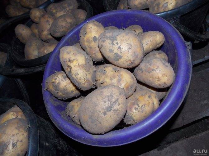 Сорт картофеля тулеевский: описание, отзывы