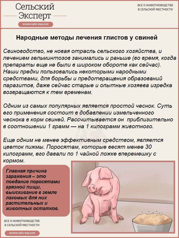 Синдром истощения свиноматок