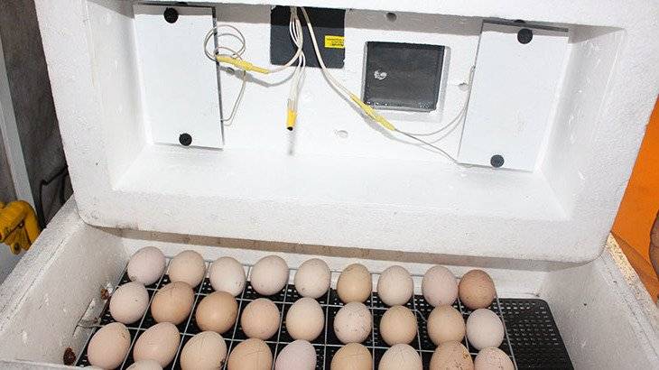 Режим инкубации куриных яиц