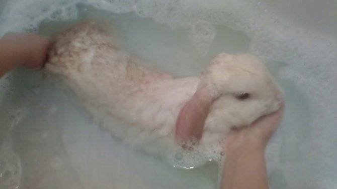 Как купать декоративного кролика и можно ли это делать | «твой кролик»