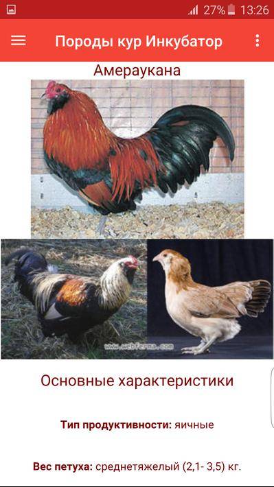 ᐉ куры амераукана: фото и описание - zooon.ru